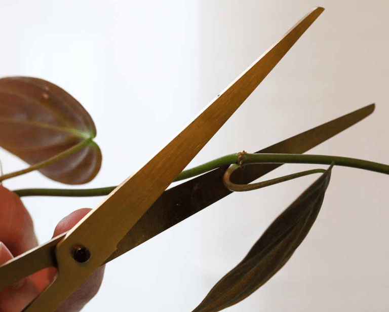 Pruning philodendron micans